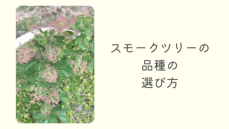 金庫通販 スモークツリー苗10本 ルブリフォリウス(雌株) 銅葉 小型