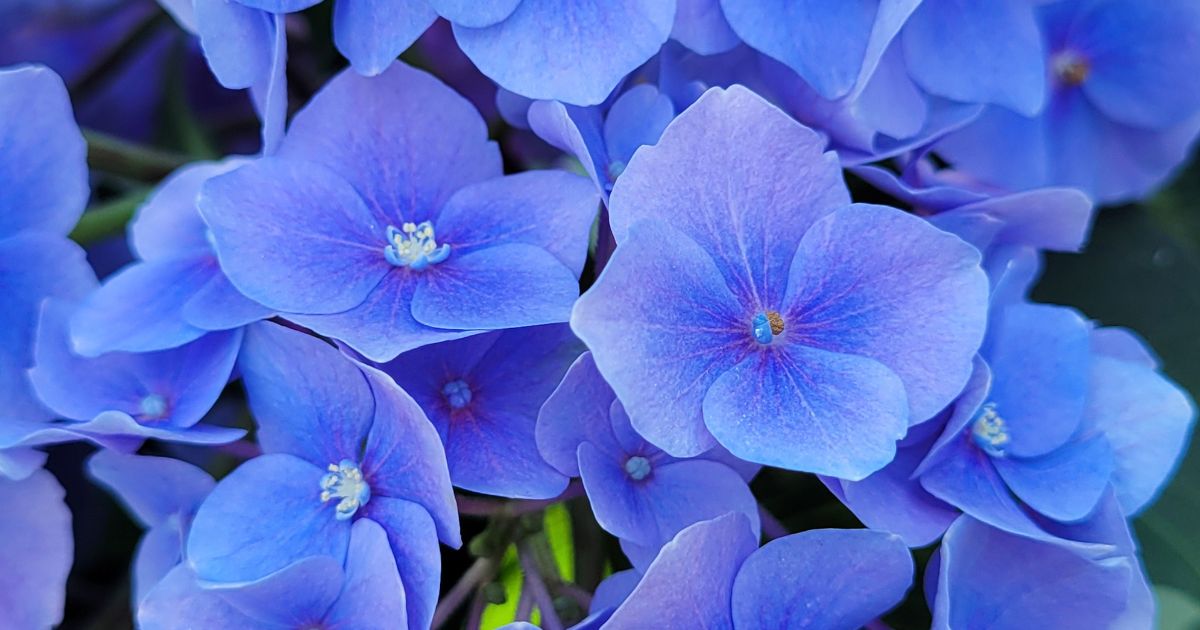 紫陽花の別名は「よひら」など9つ。由来や俳句で使えるのは？