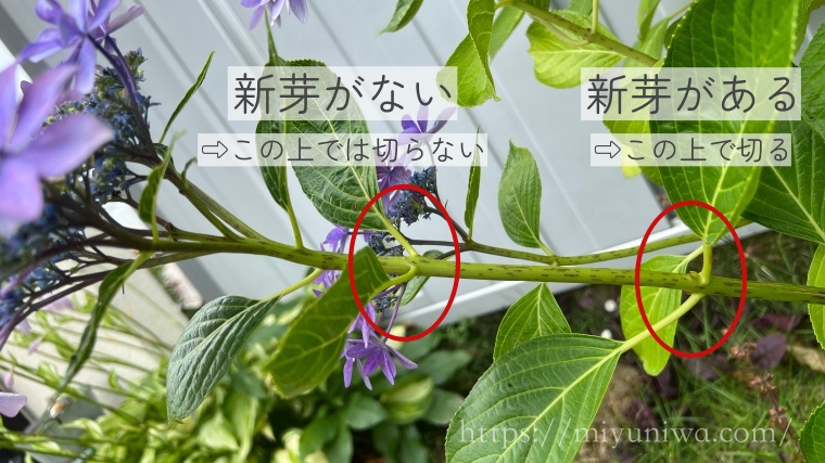 紫陽花の新芽