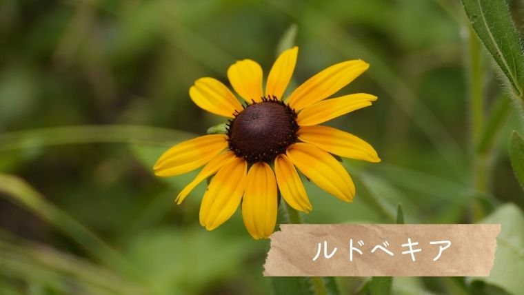 夏の黄色い花・ルドベキア