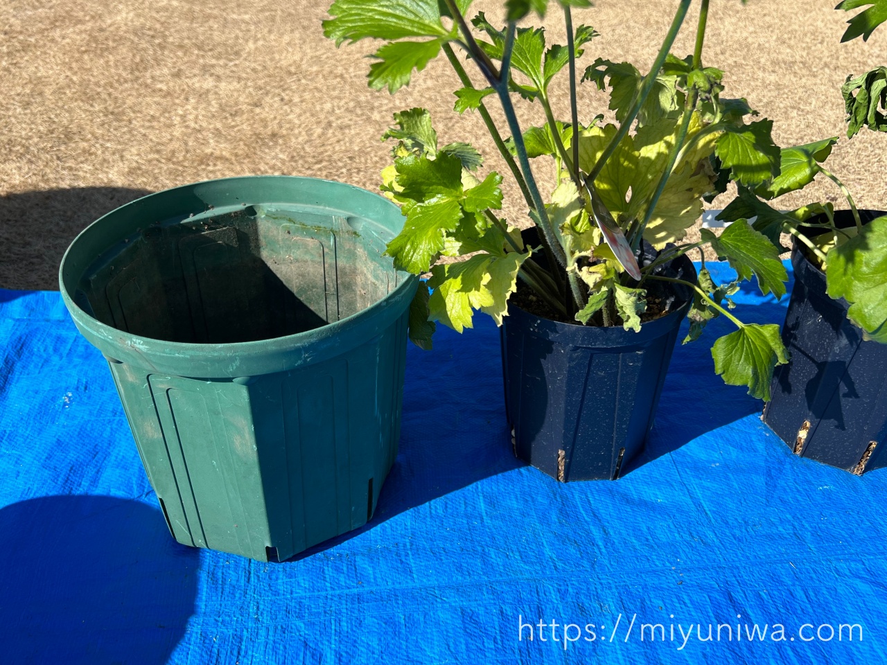 ラナンキュラスラックスの植え替えの鉢サイズ