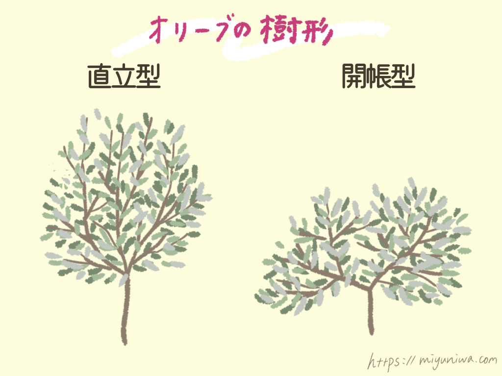 オリーブの樹形・直立型と開帳型について