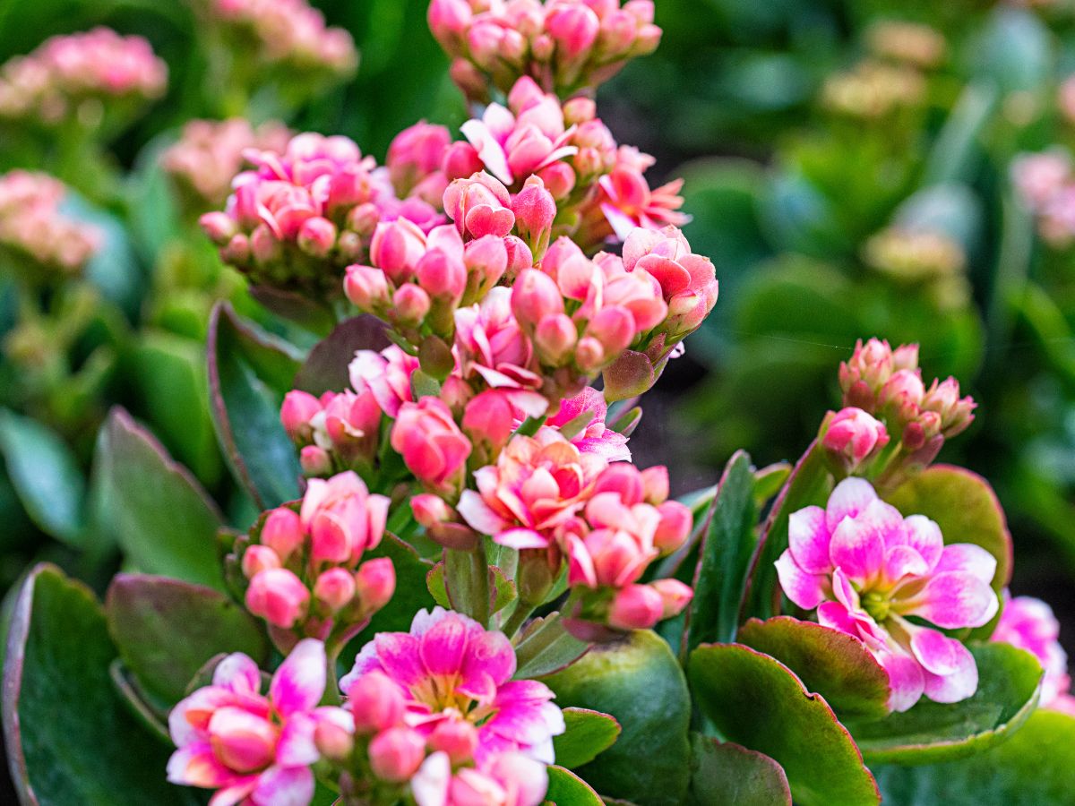 カランコエの花が咲かない原因と咲かせるための対処法