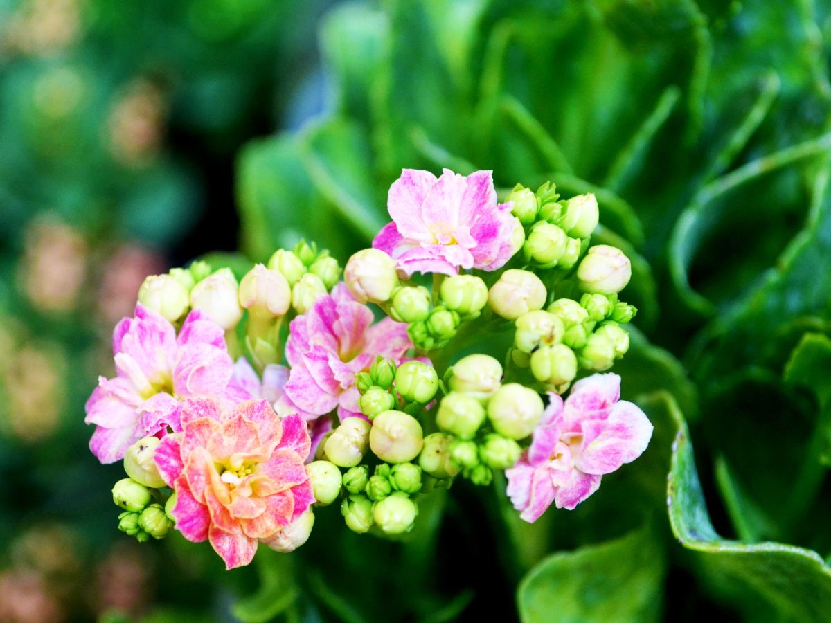 カランコエの花が咲かない原因と咲かせるための対処法：日照時間が長い