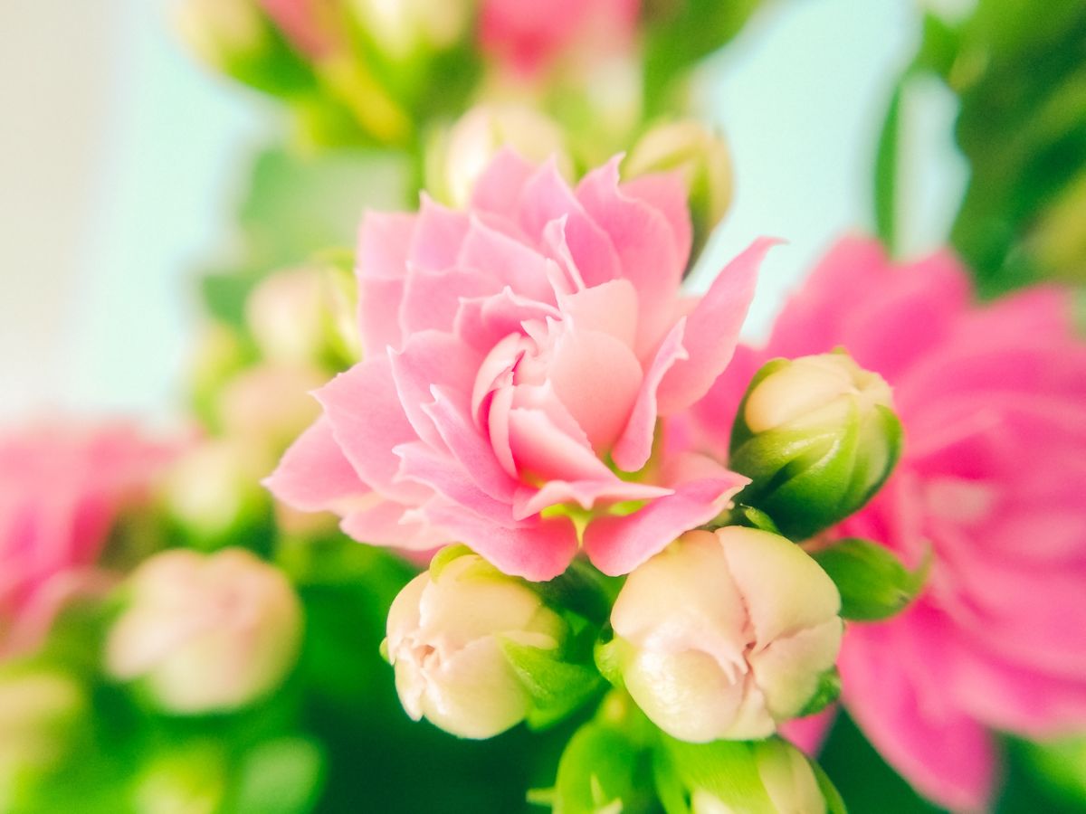 カランコエの花が咲かない原因と咲かせるための対処法：肥料が多い