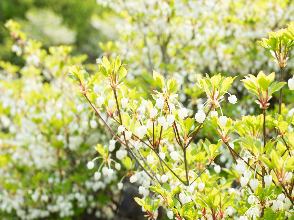 ドウダンツツジの花が咲かない原因と咲かせるための対処法